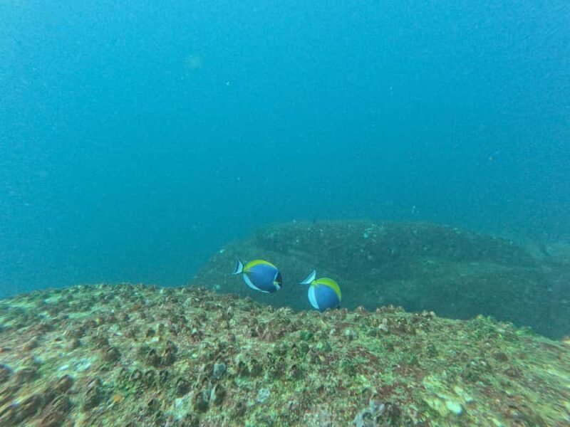 Mirissa: Scuba Diving Experience & Refreshments for Beginner - Who Will Love This Experience