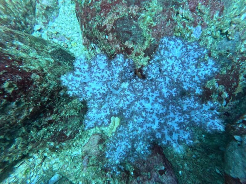 Mirissa: Scuba Diving Experience & Refreshments for Beginner - Summary and Who Should Book This Tour