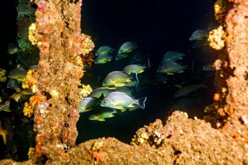 Mirissa: Scuba Diving & Shipwreck Dives for All Levels - Who Should Book This Experience?