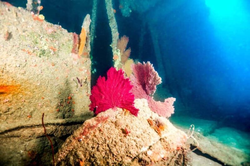 Mirissa: Scuba Diving & Shipwreck Dives for All Levels - Final Thoughts