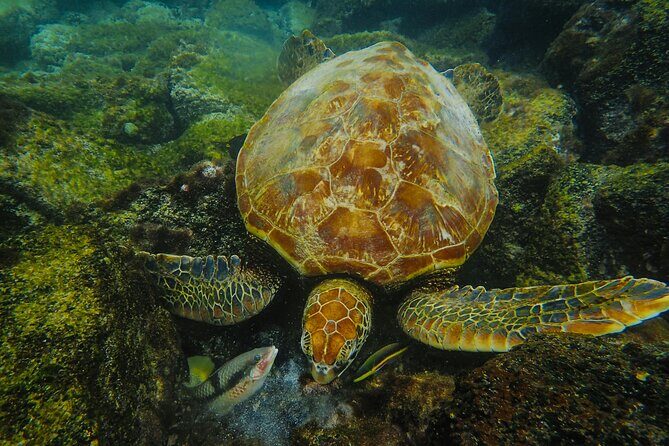 Mirissa Snorkeling Experience with Turtles - A Closer Look at the Experience