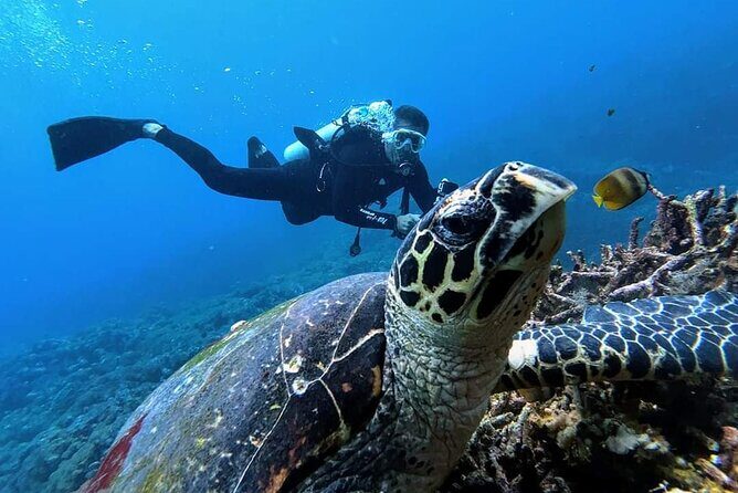 Mirissa Snorkeling Experience with Turtles - Who Should Consider This Tour?