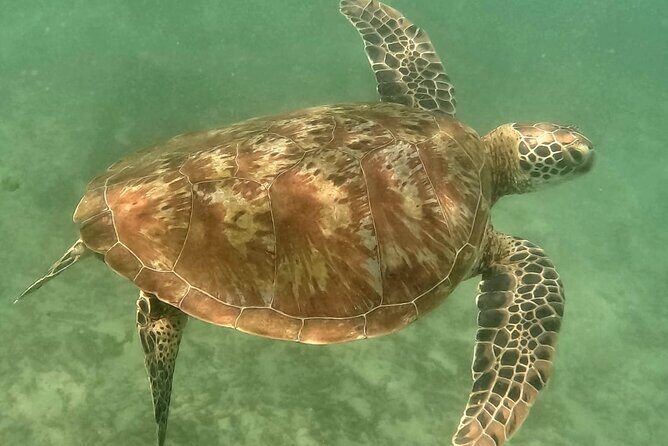 Mirissa Snorkeling Experience with Turtles - The Sum Up