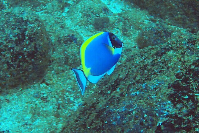 Mirissa Snorkeling Experience with Turtles - Good To Know