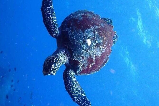 Mirissa Snorkeling Experience with Turtles - Why This Tour Stands Out