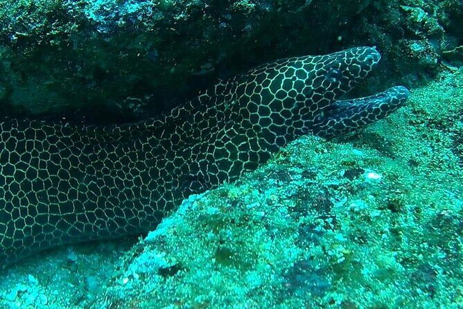 Mirissa Snorkeling Experience with Turtles - Who Should Consider This Tour?