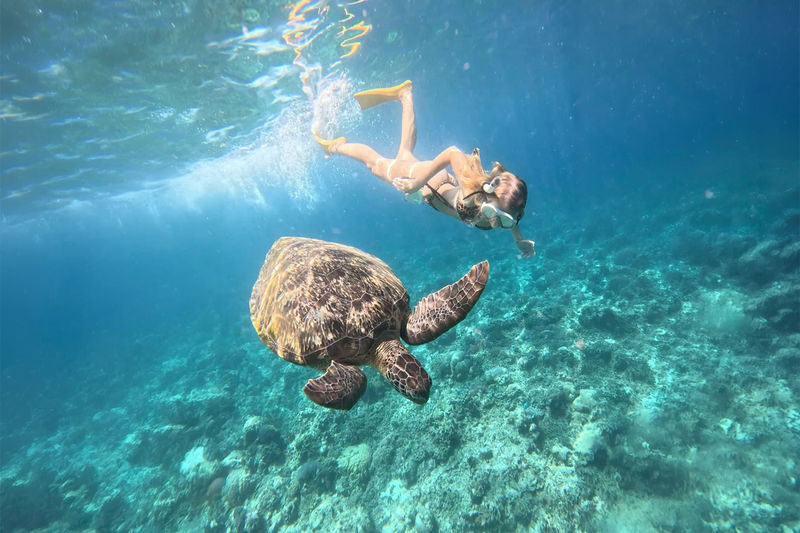 Mirissa Snorkeling: Private Sea Turtle Tour (Beginners Safe) - What makes this Mirissa snorkel worthwhile