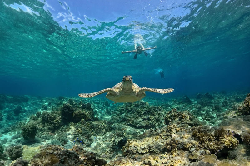 Mirissa Snorkeling: Private Sea Turtle Tour (Beginners Safe) - Finding turtles over Mirissa’s reef