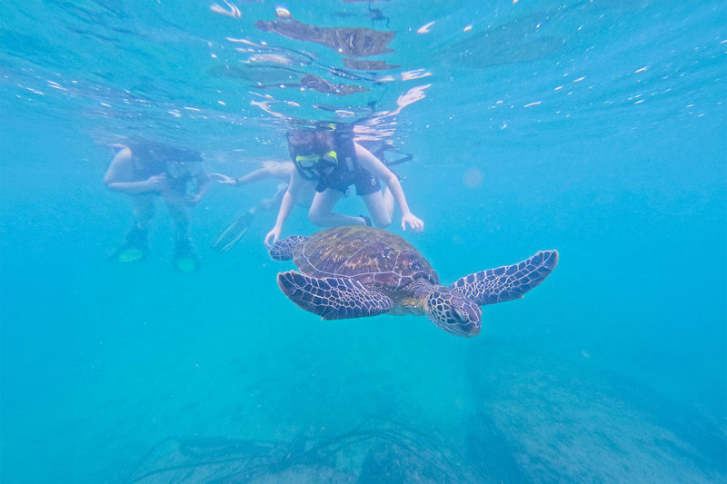 Mirissa Snorkeling: Private Sea Turtle Tour (Beginners Safe) - What the price includes