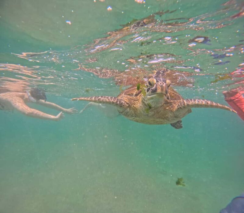 Mirissa Snorkeling Tour with Turtle Adventure and Free Video - Authentic Feedback from Past Travelers