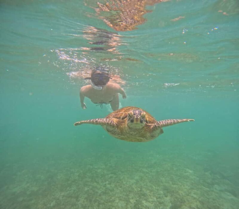 Mirissa Snorkeling Tour with Turtle Adventure and Free Video - Good To Know