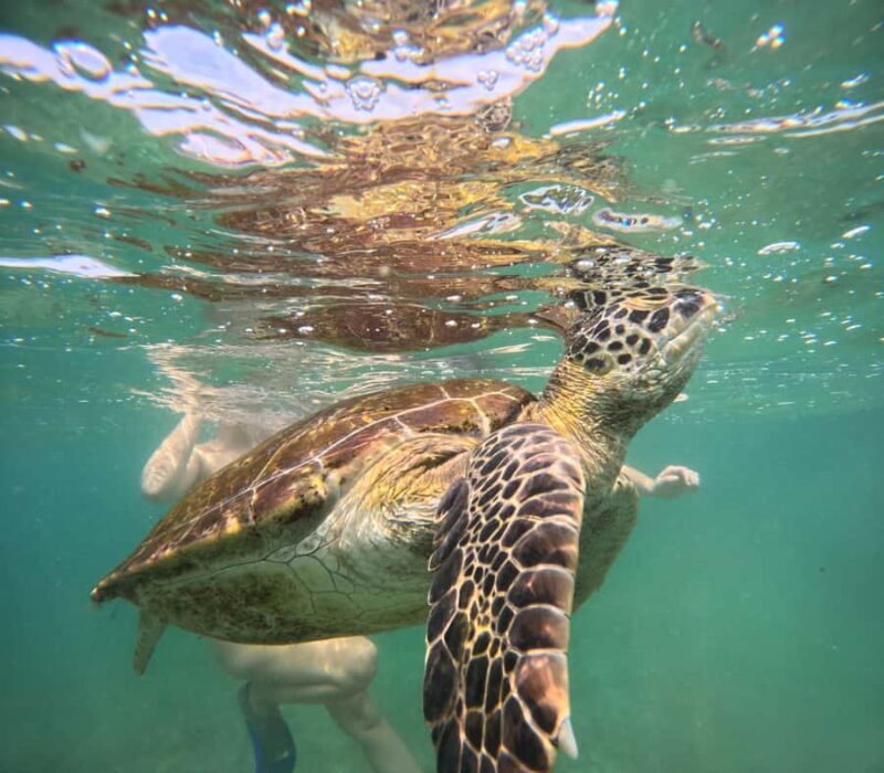 Mirissa Snorkeling Tour with Turtle Adventure and Free Video - Final Thoughts