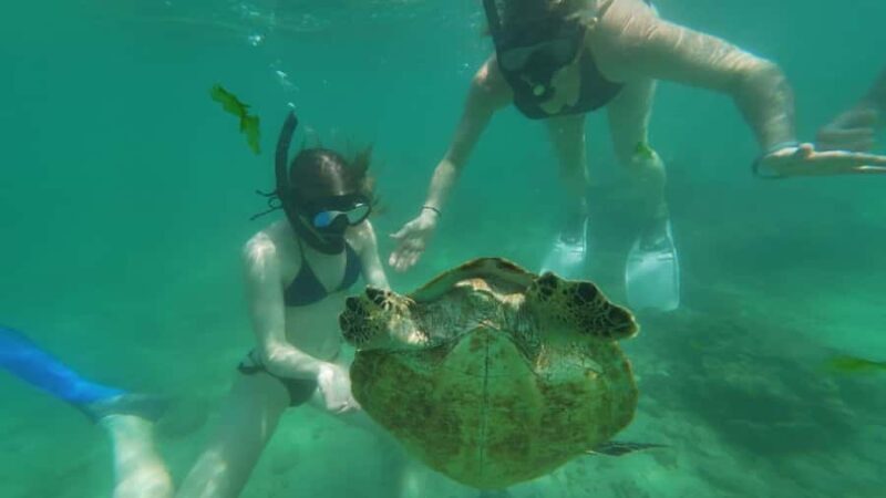 Mirissa Snorkeling Trip with Sea Turtles & Coral Reef - The Experience Quality and Group Dynamics