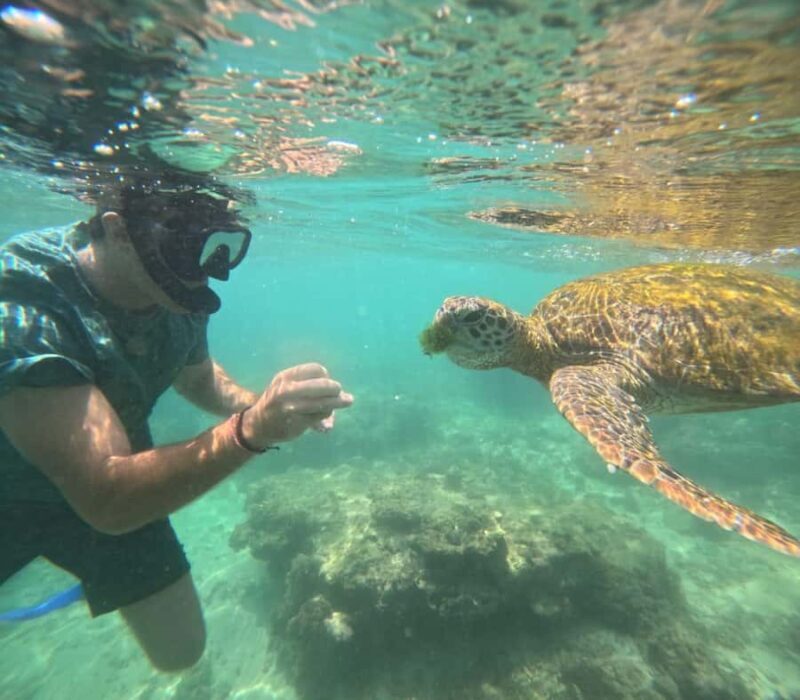 Mirissa Snorkeling Trip with Sea Turtles & Coral Reef - Practical Considerations and Tips for Participants