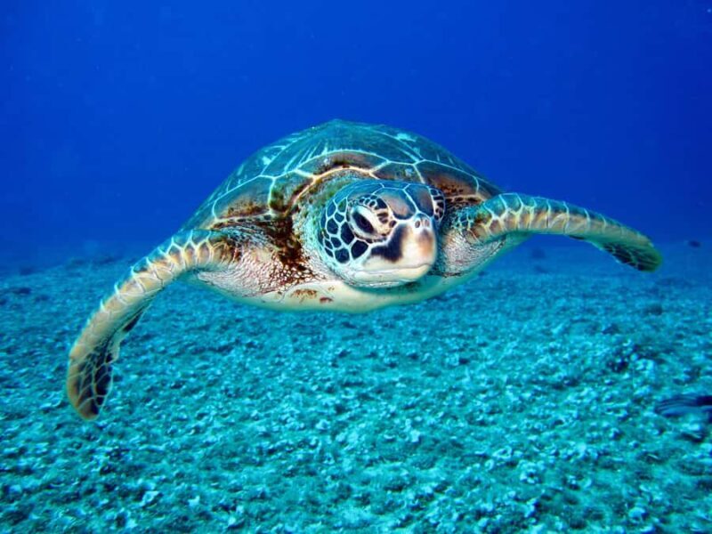 Mirissa Snorkeling Trip with Sea Turtles & Coral Reef - Value for Money