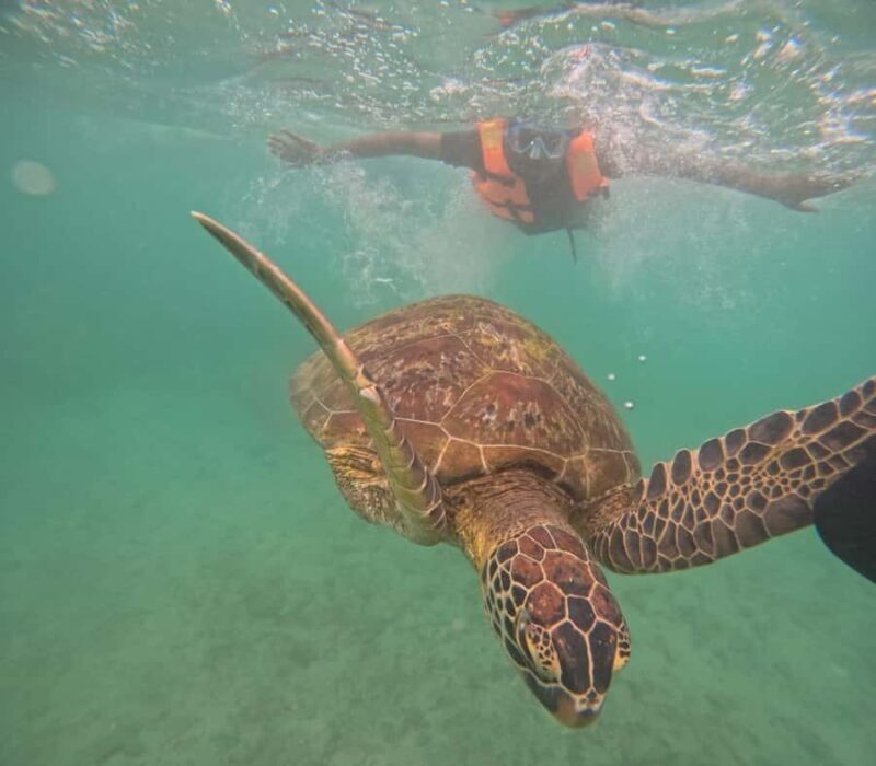 Mirissa Snorkeling Trip with Sea Turtles & Coral Reef - Who Should Consider This Experience?