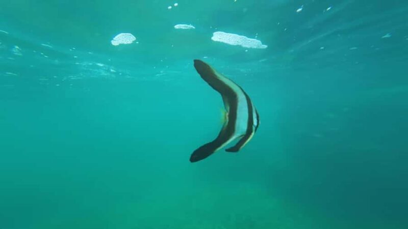 Mirissa Snorkeling Trip with Sea Turtles & Coral Reef - Final Thoughts: The Bottom Line