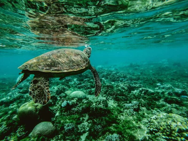 Mirissa Snorkeling Trip with Sea Turtles & Coral Reef - Transportation, Timing, and Group Size