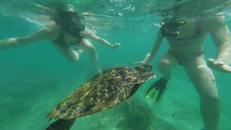 Mirissa Snorkeling Trip with Sea Turtles & Coral Reef - FAQ