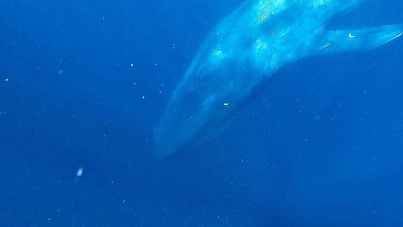 Mirissa: Snorkelling with Whales and Marine Life - Introduction