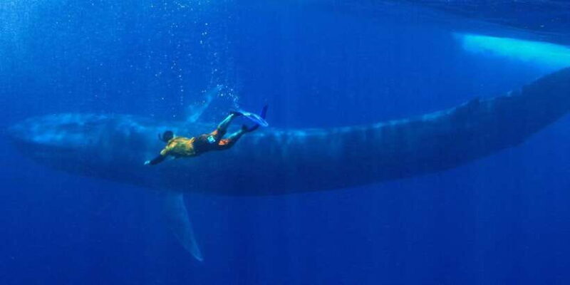 Mirissa: Snorkelling with Whales and Marine Life - Frequently Asked Questions