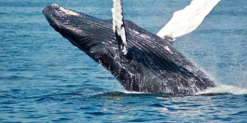 Mirissa: Snorkelling with Whales and Marine Life - Final Words