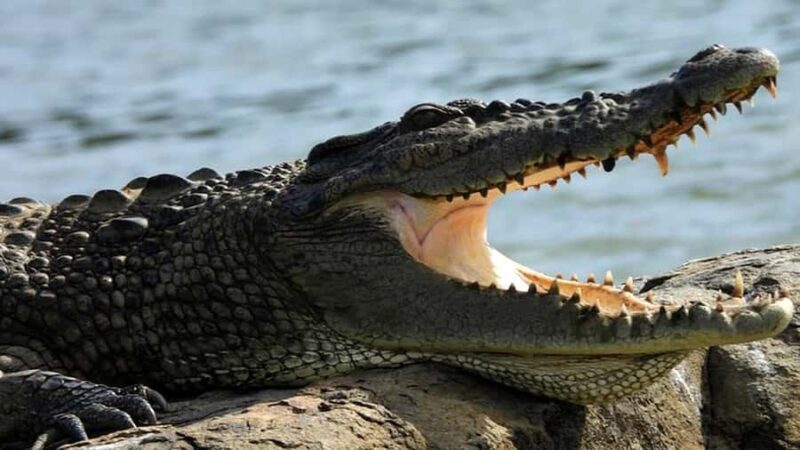 Mirissa to Matara Crocodile Watching Nilwala Boat Tours - Good To Know