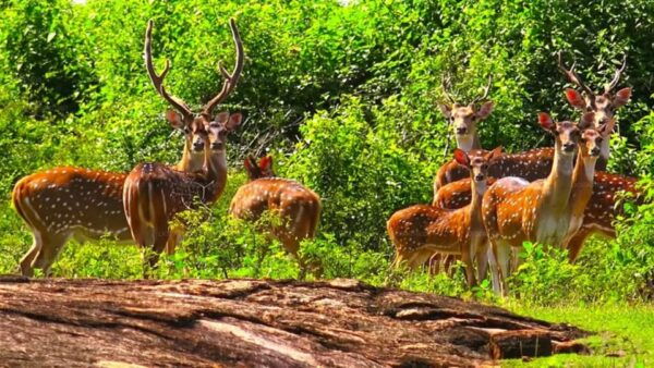 Mirissa: Udawalawe & YALA Safaris + Lunch, Drop Off: Ella - Essential Packing Tips