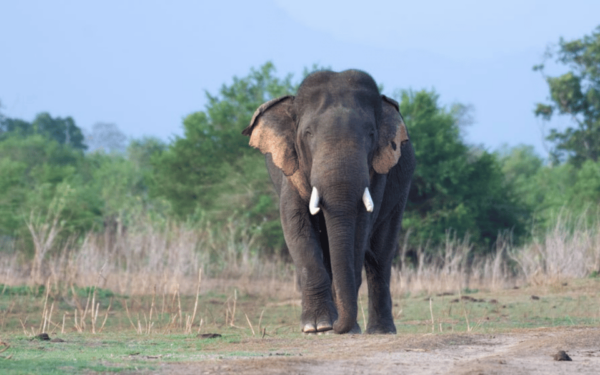 Mirissa: Udawalawe & YALA Safaris + Lunch, Drop Off: Ella - Booking Information