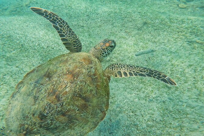 Mirissa Unforgettable Snorkeling Experience with Turtles - Final Thoughts
