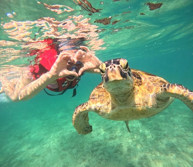 Mirissa Unforgettable Snorkeling Experience with Turtles - Key points to know before you book
