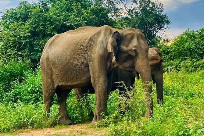 Mirissa, Weligama, Ahangama Transfer to Ella and Udawalawa Safari - Discover the Best of Sri Lanka’s Wildlife and Scenic Routes with the Mirissa to Ella Transfer and Udawalawe Safari