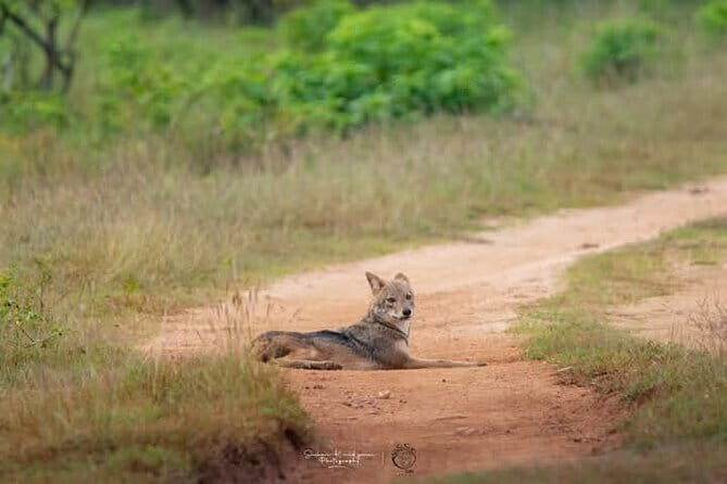Mirissa, Weligama, Ahangama Transfer to Ella and Udawalawa Safari - Final Thoughts: Is This Tour Right for You?