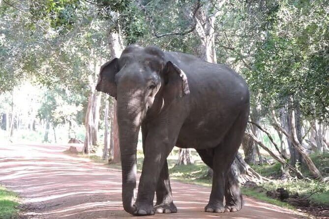 Mirissa, Weligama, Ahangama Transfer to Ella and Udawalawa Safari - An In-Depth Look at the Experience