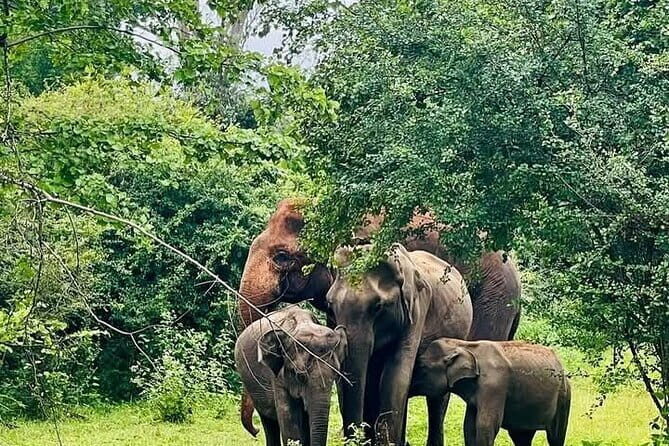 Mirissa, Weligama, Ahangama Transfer to Ella and Udawalawa Safari - FAQ