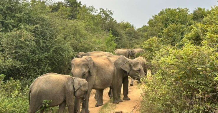 Mirissa/ Weligama : Drop to Ella With Udawalawe Safari Tour - Booking Details