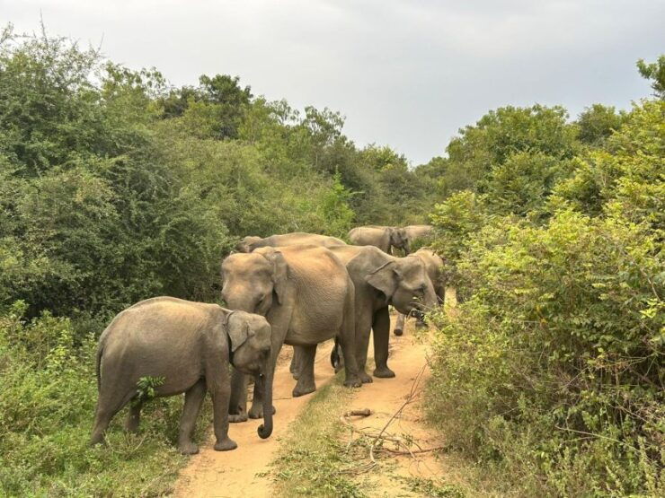 Mirissa/ Weligama : Drop to Ella With Udawalawe Safari Tour - Tour Experience