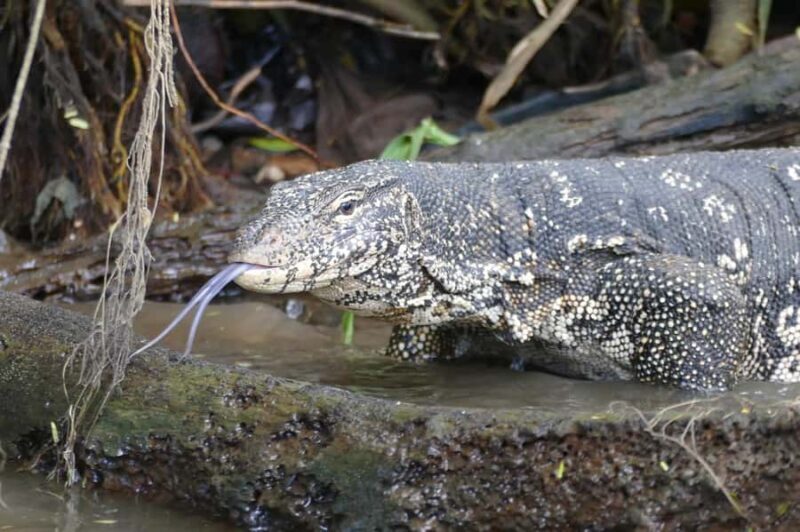 Mirissa/Weligama/Matara: Crocodile Watching & River Safari - Practical Tips for Your Safari