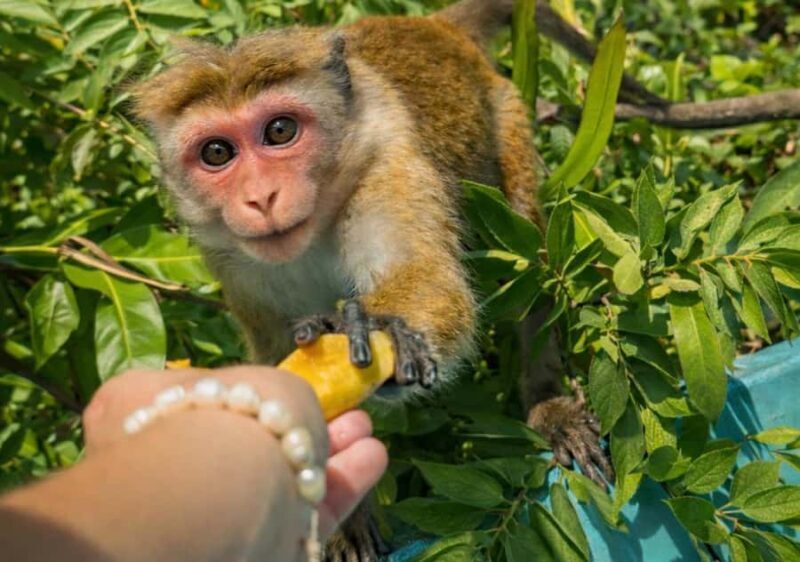 Mirissa/Weligama/Matara: Crocodile Watching & River Safari - Considerations and Tips for Travelers