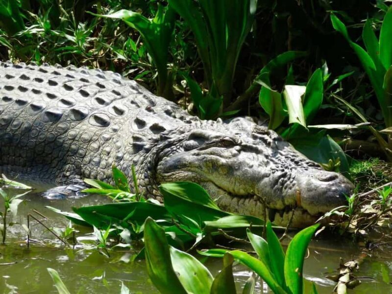 Mirissa/Weligama/Matara: Crocodile Watching & River Safari - FAQs