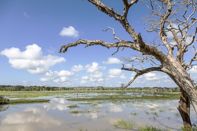 Mirissa, Weligama, or Galle: Transfer to Ella & Yala Safari - Highlights