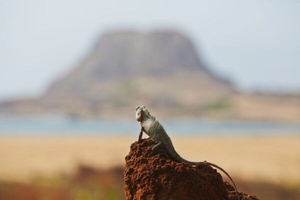Mirissa, Weligama, or Galle: Transfer to Ella & Yala Safari - Common Questions