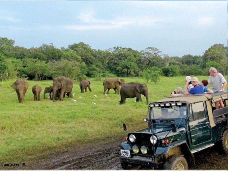 Mirissa/Weligama: Udawalawe Safari & Elephant Transits Home - Highlights