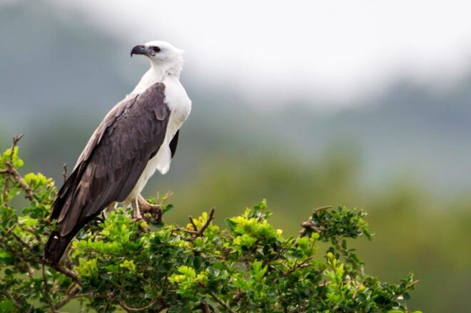 Mirissa/Weligma/Galle/Hikkduwa: Transfer to Ella & Yala Tour - Customer Testimonials