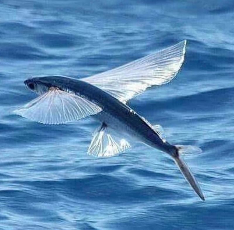 Mirissa: Whale & Dolphin Watching Cruise with Geeths Crew - Four Hours Looking for Big Marine Life