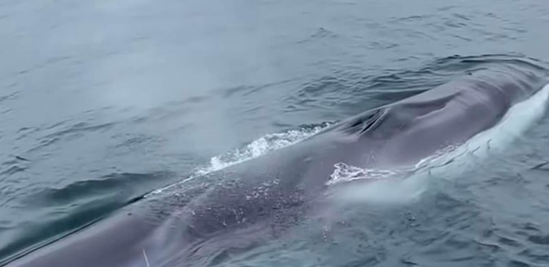 Mirissa: Whale & Dolphin Watching Cruise with Geeths Crew - Safety and Service: What to Confirm Before Boarding