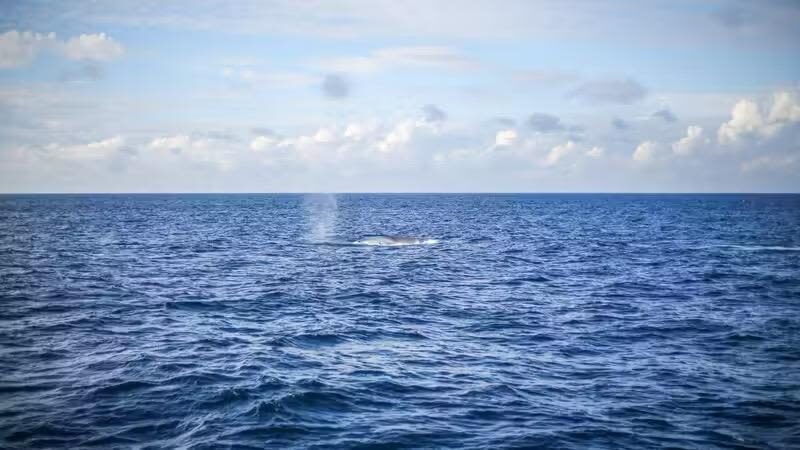 Mirissa: Whale & Dolphin Watching Cruise with Geeths Crew - Who Will Get the Most from This Cruise