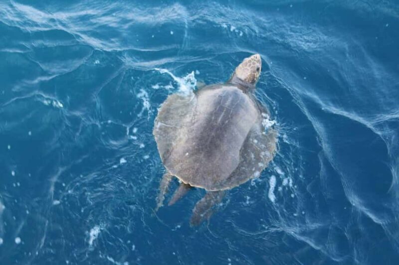 Mirissa: Whale & Dolphin Watching Cruise with Geeths Crew - An In-Depth Look at the Mirissa Whale & Dolphin Tour