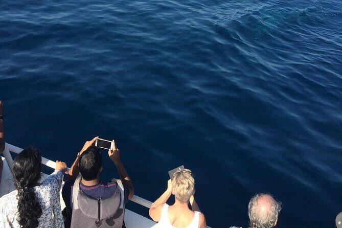 Mirissa Whale & Dolphin Watching Cruise with Geeths Crew - What to Expect from the Tour