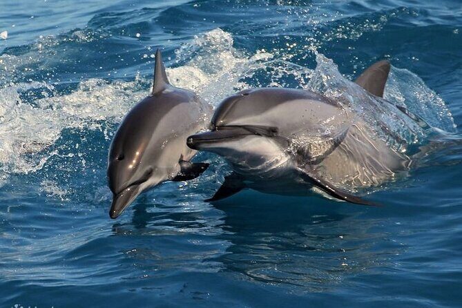 Mirissa Whale & Dolphin Watching Cruise with Geeths Crew - Practical Tips for Your Trip